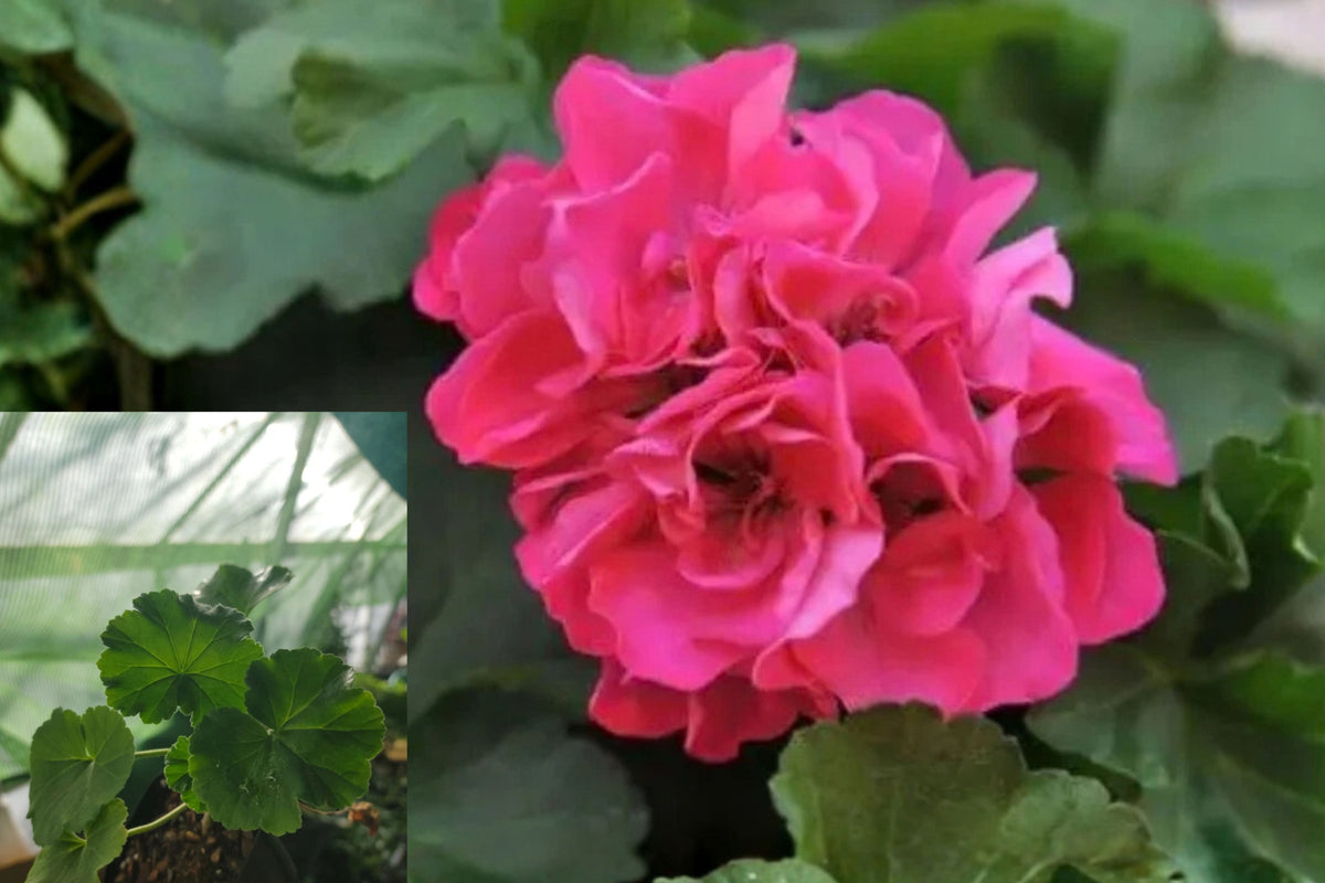 Pink Geranium 1 Rooted Live Plant – Bare Root – Geranium
