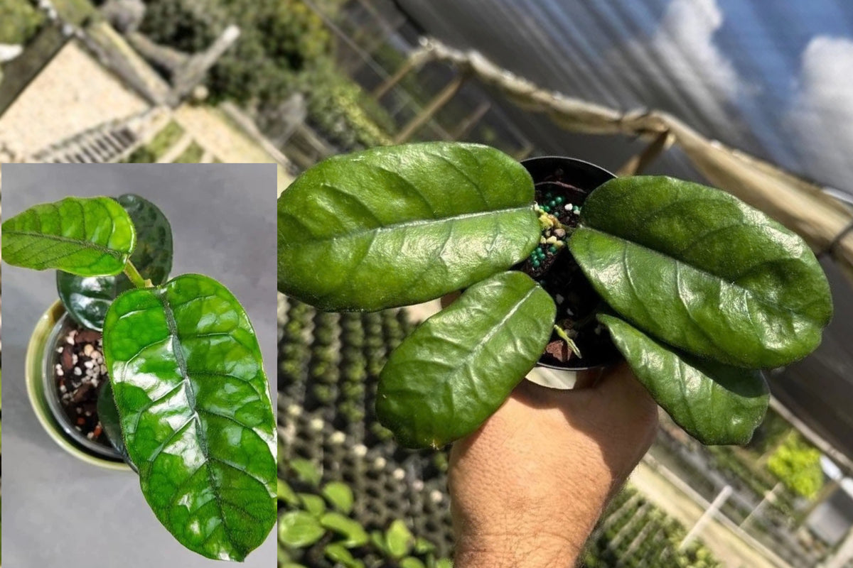 Hoya Villosa Live Wax Plant – 1 Potted Houseplant – 4" – Hoya
