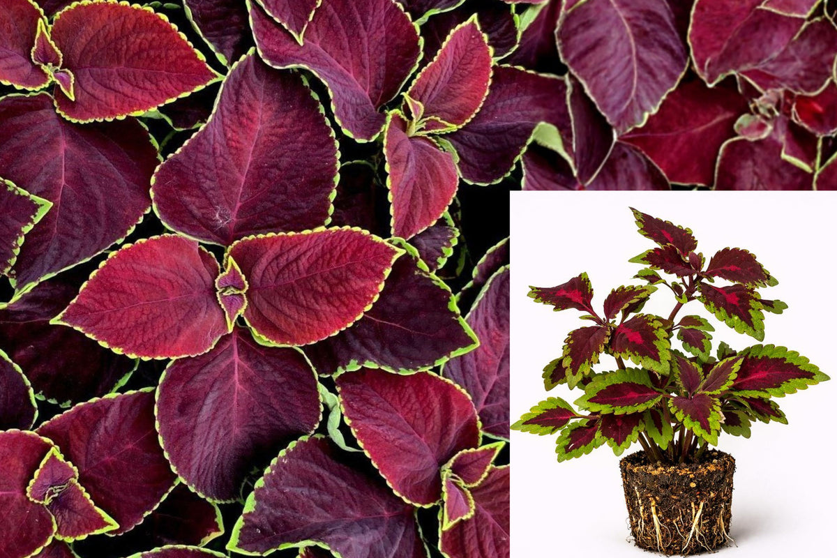Coleus Red Coat Live Plant 2-Pack, Deep Red and Green Foliage, Colorful Starter Plugs for Patio Pots and Garden Borders