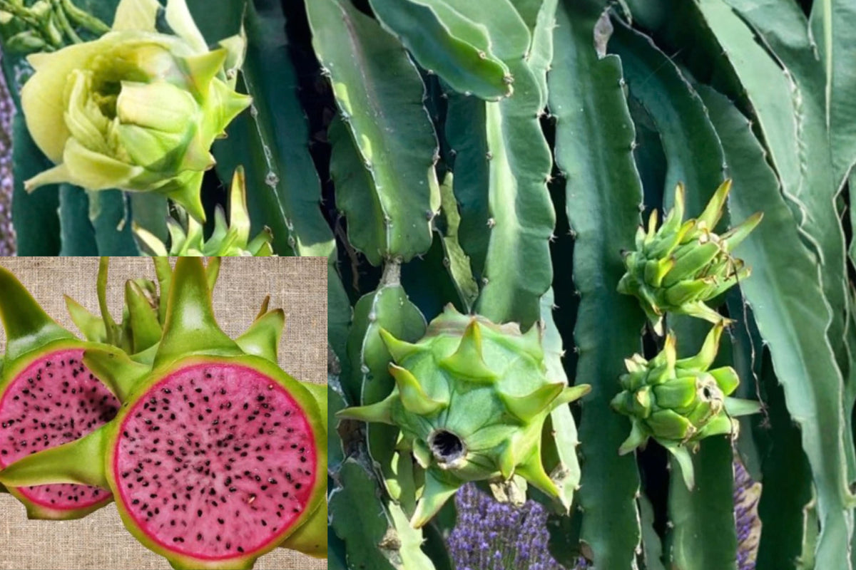 Edgar’s Baby Dragon Fruit 1 Live Cutting – 3–6 Inches – Hylocereus