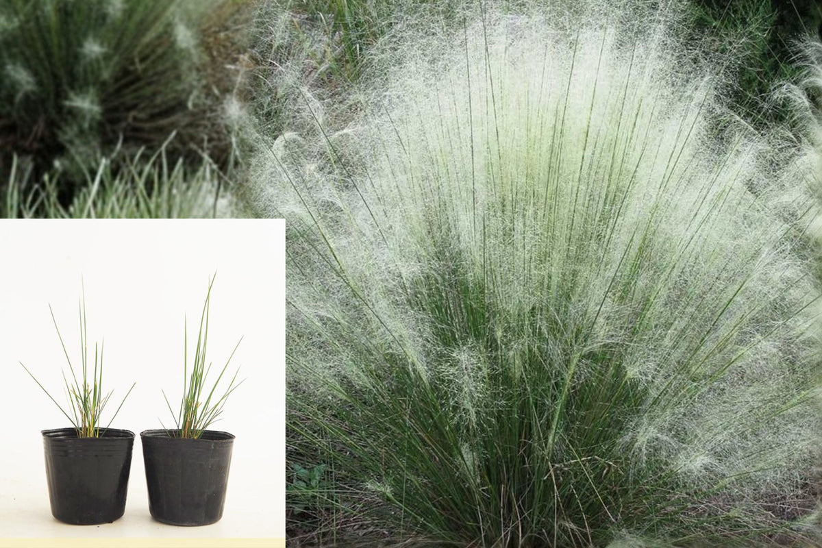 White Muhly Grass Live Plants, Set of 2 Ornamental Perennial Grasses, 4–7 Inch Garden Starters, Landscape Border Plants
