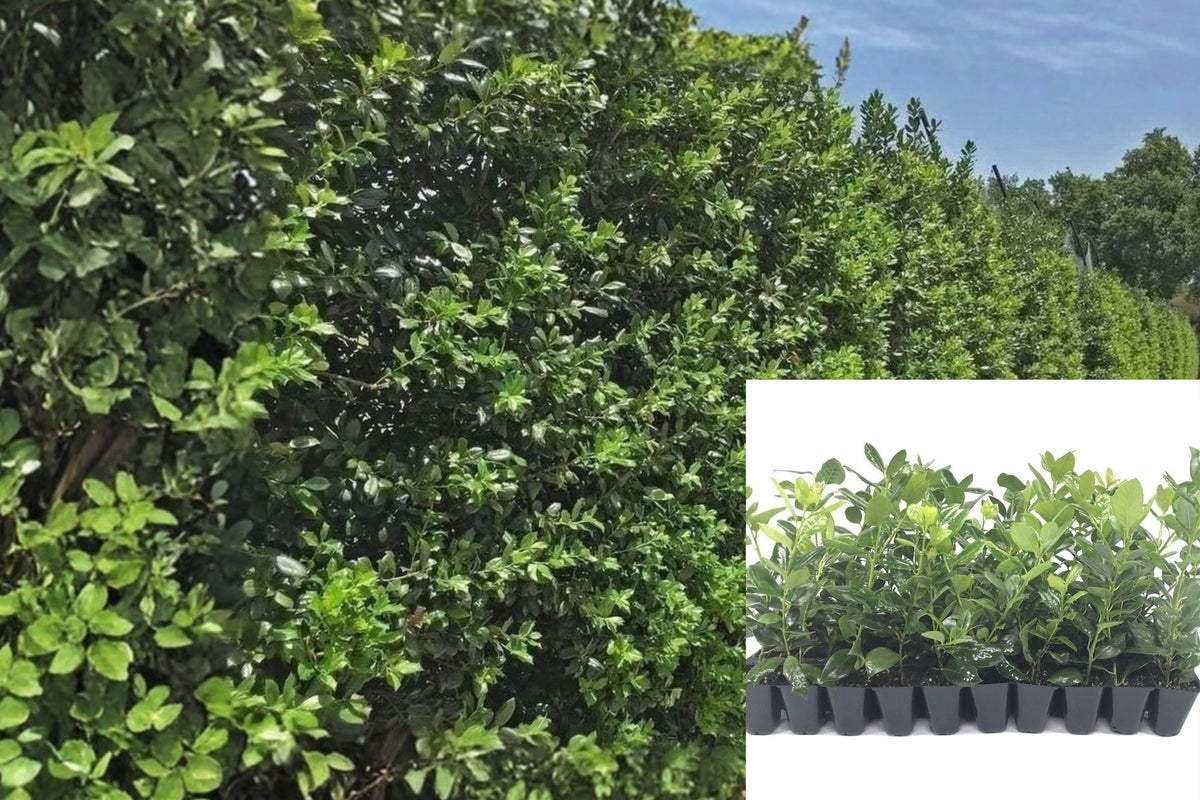Nellie Stevens Holly 40 Live Plants, 2-Inch – Ilex × ‘Nellie R. Stevens’