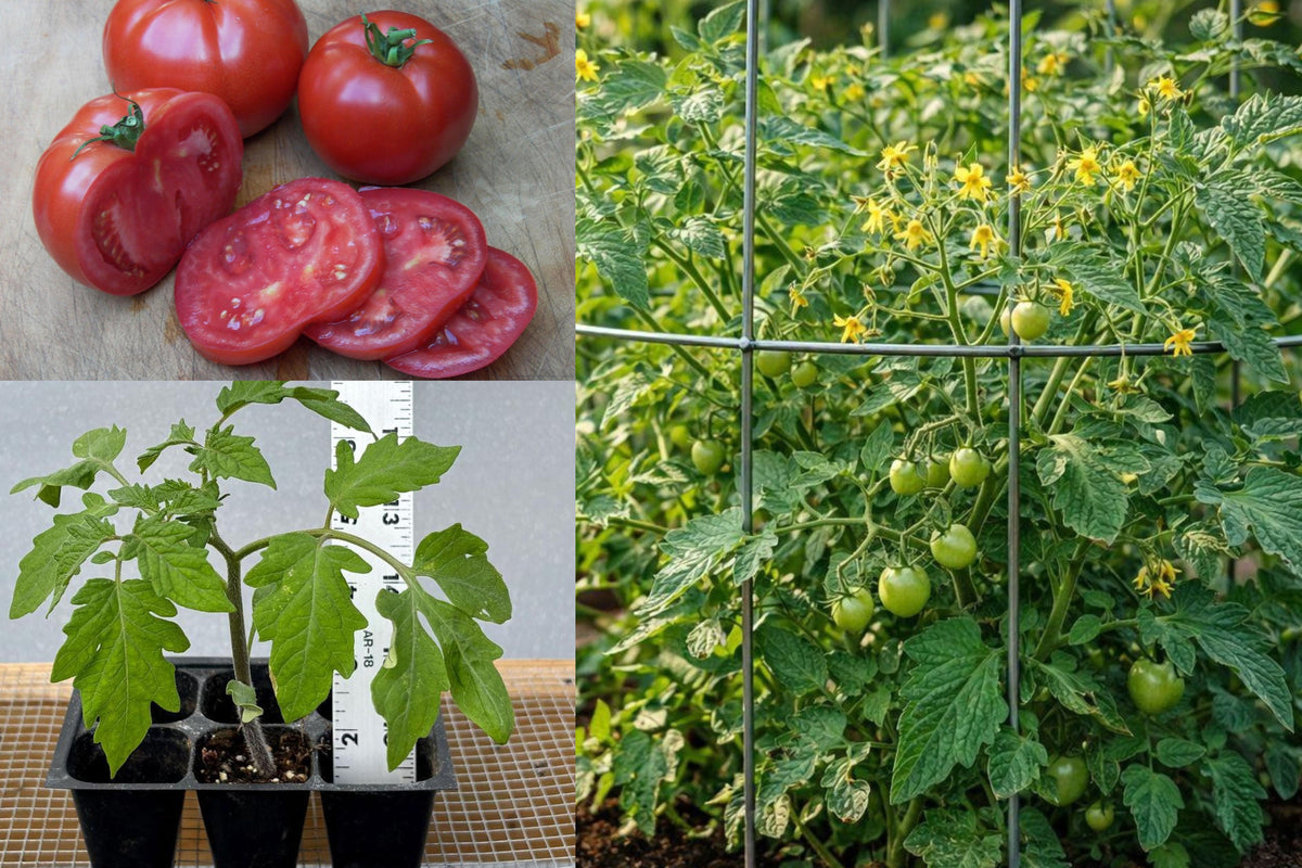 3 Big Beef Tomato Live Plants, 6–10 Inch Vegetable Garden Starters, Established Tomato Seedlings