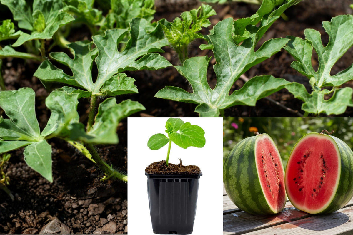 Red Watermelon Live Plant, 3–6 Inch Seedling, Outdoor Vegetable Garden Starter, Full Sun Vining Fruit Plant