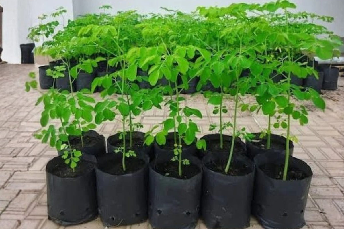 Moringa Tree 2 Live Seedlings – Moringa oleifera