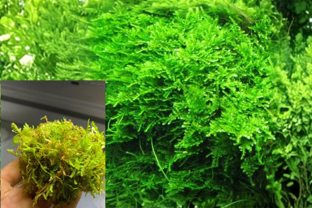 Christmas Moss Live Aquarium Plant – Green Freshwater Moss