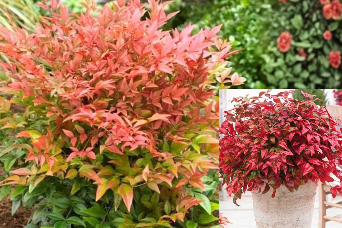 Nandina Shrub Live Plant – 1 Seedling – 6–9" Tall – Nandina