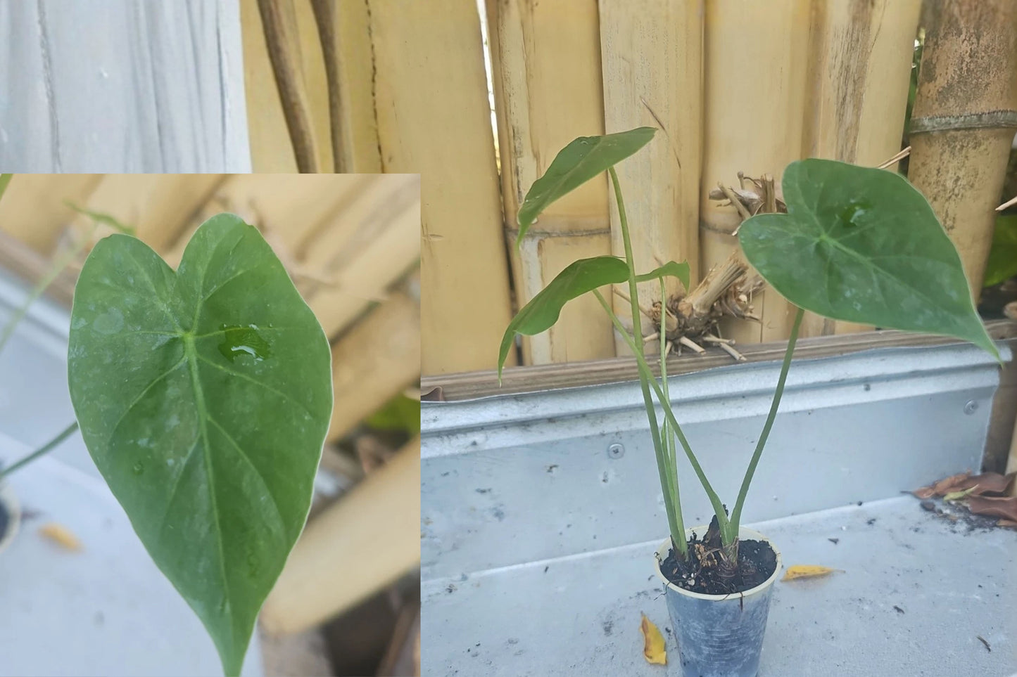 Alocasia Odora Live Plants – 2 Plants in One 2.5-Inch Pot – Elephant Ear