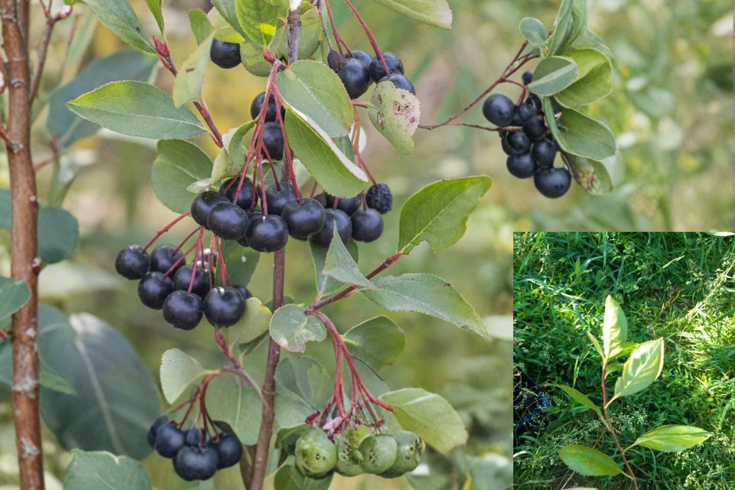 Black Chokeberry Live Rooted Plant – Aronia melanocarpa