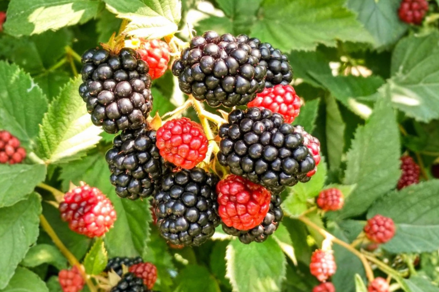 Chester Thornless Blackberry 2 Live Plants – 4–6" – Rubus