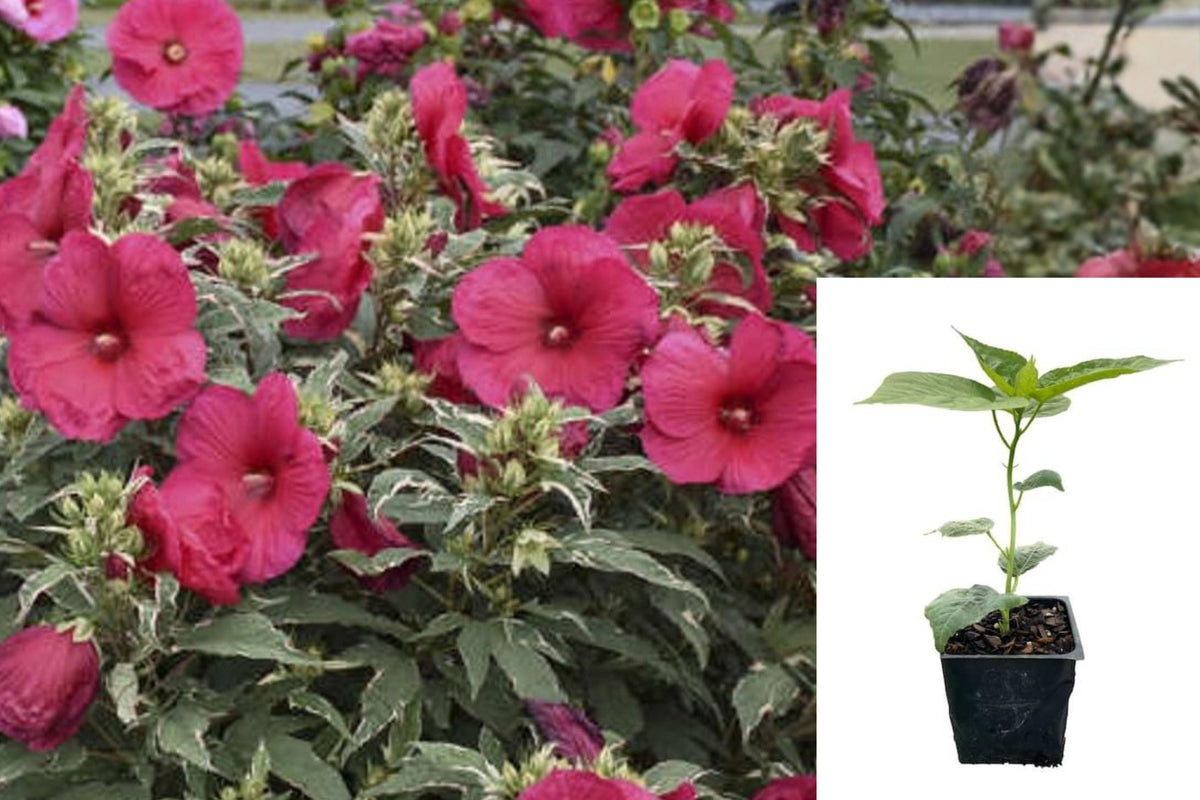 Summer Carnival Hardy Hibiscus Live Plant, Dormant Perennial Shrub, 2.5 Inch Pot, Outdoor Flowering Bush, Hardy Garden Plant