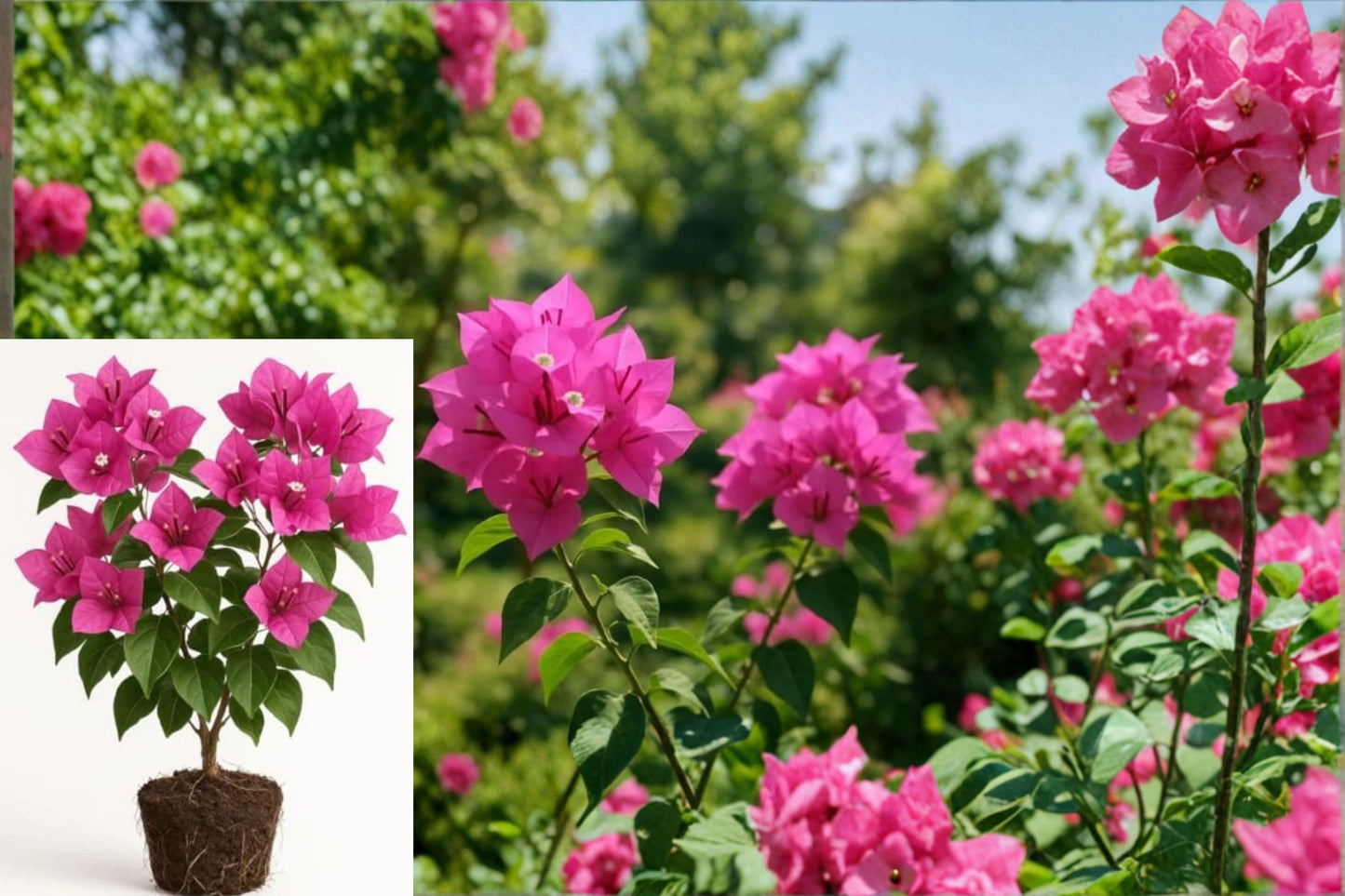 Bougainvillea Pink Live Plant – 1 Plant – Bougainvillea – Zone 9