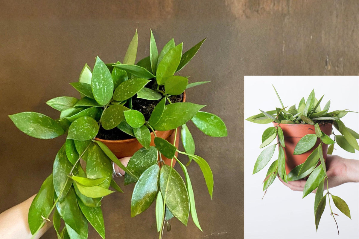Hoya Gracilis Live Plant in 4 Inch Pot, Rare Hoya Houseplant, Rooted Tropical Indoor Plant for Plant Collectors
