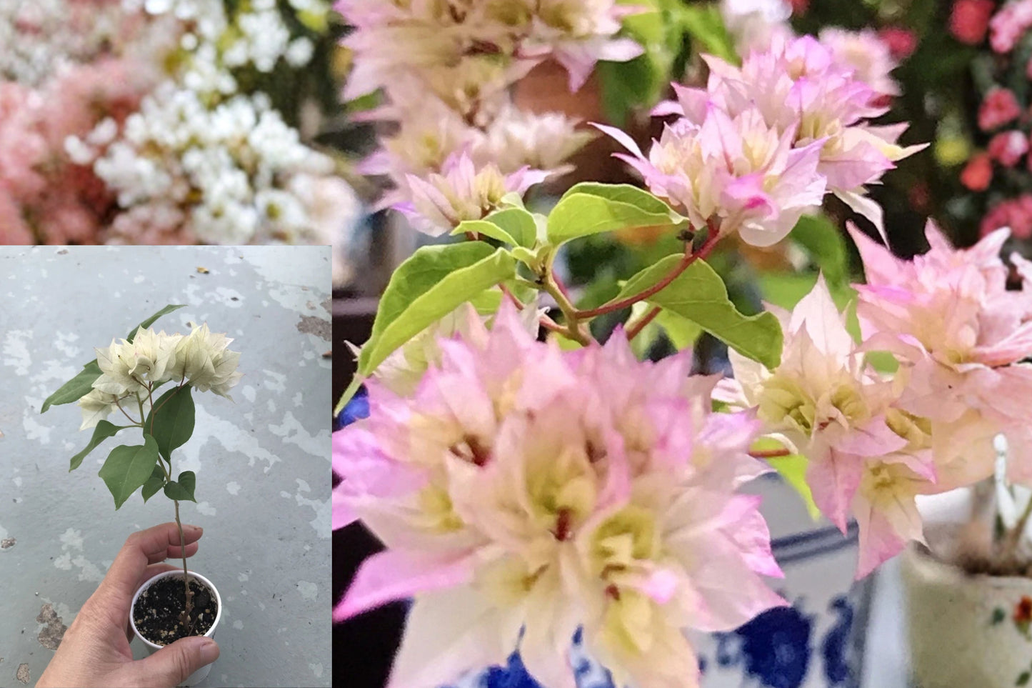 Double Pink Bougainvillea Live Plant – Pink Flowering Houseplant
