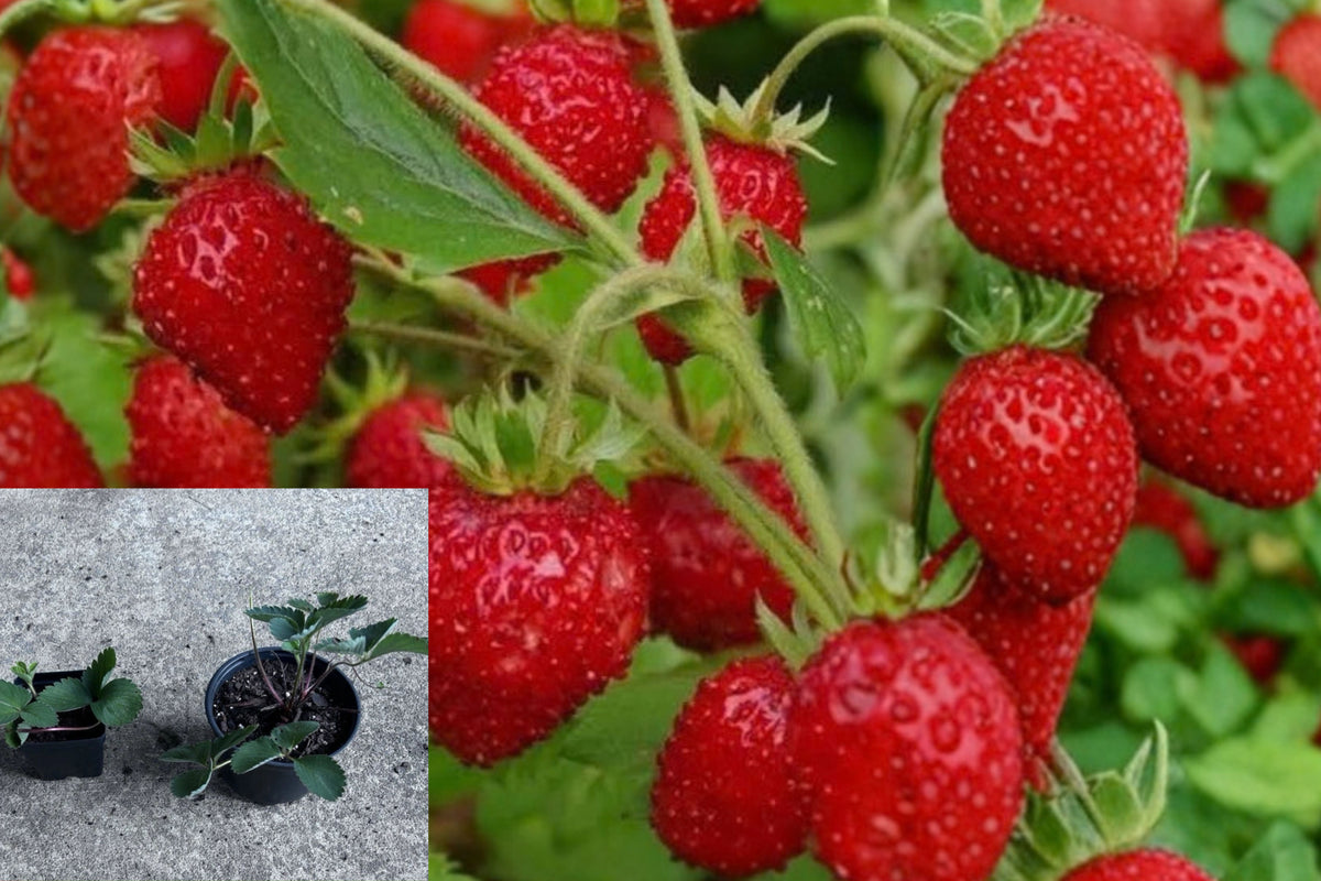3 Native Virginia Strawberry Live Plants – Bare Root – Fragaria virginiana