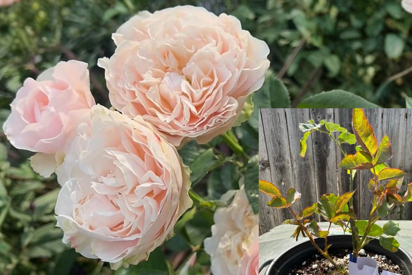 Unforgettable Rose 1 Live Plant – 6" Potted Plant – Rosa