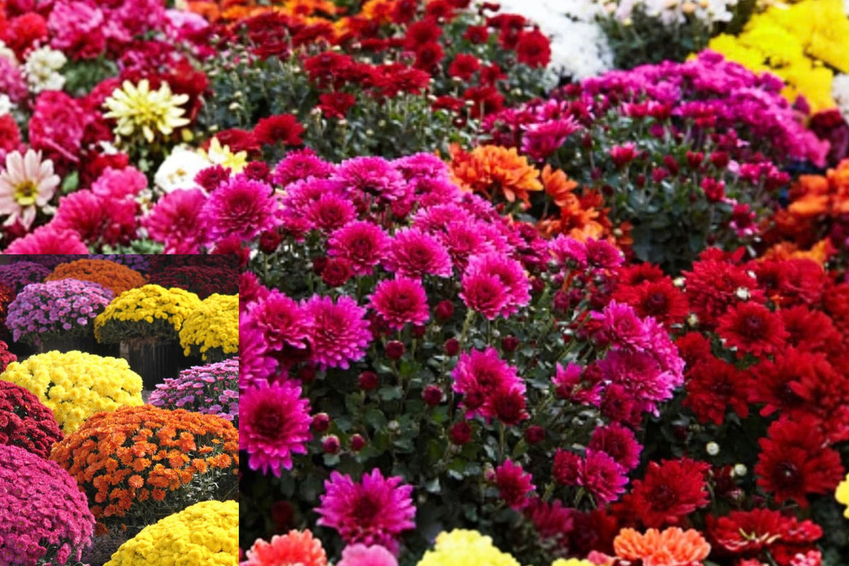 Assorted Mum Plants – 2 Live Chrysanthemum Plants – 5 Inches Tall