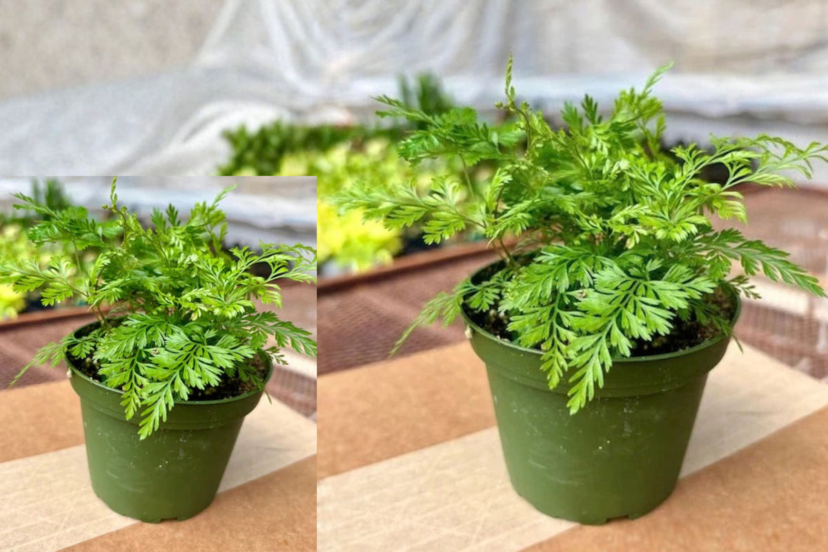 Rabbit Foot Fern Live Plant – 1 Plant – Davallia sp.