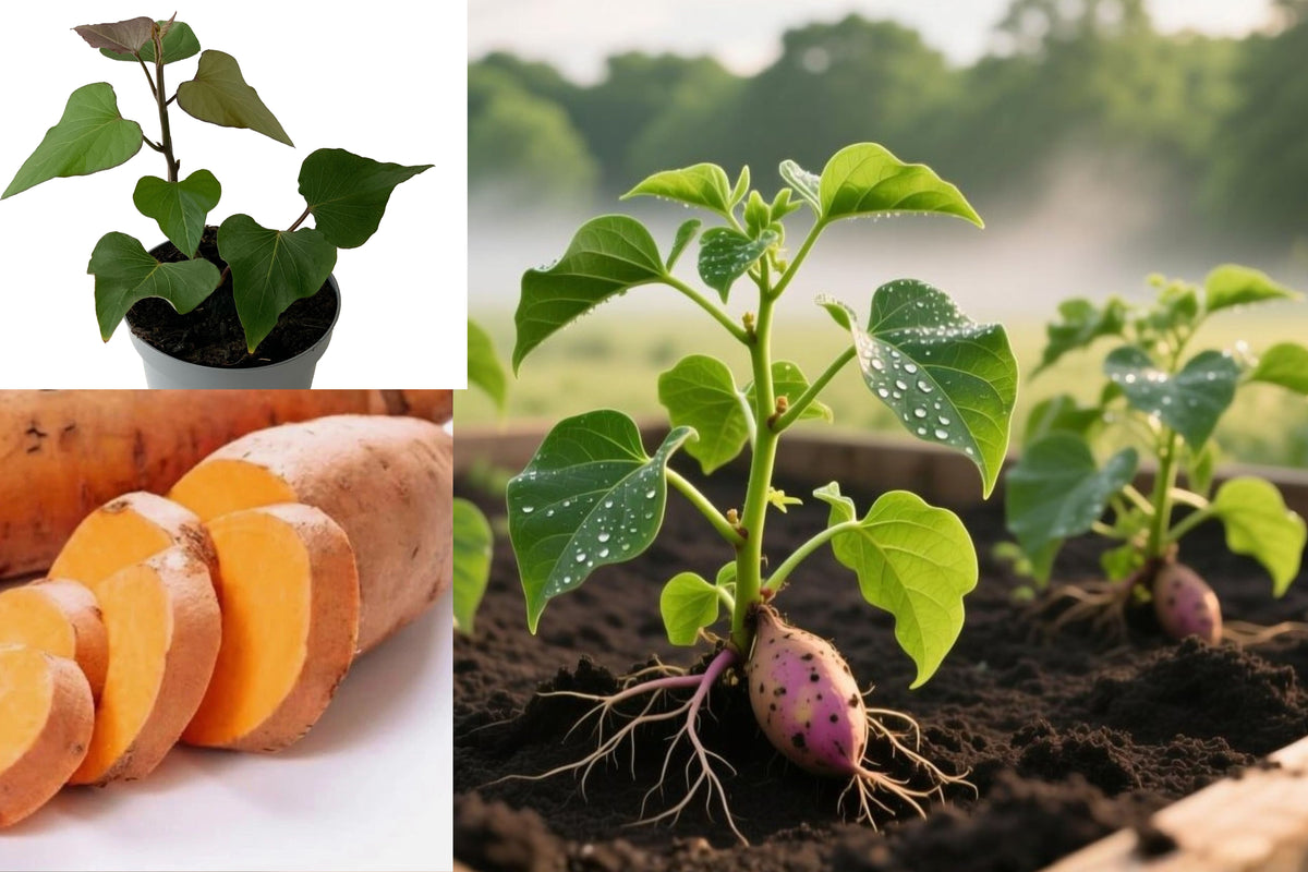 5 Beauregard Sweet Potato Plants, Rooted Live Slips with Pots, 10ā12 Inch Edible Garden Starters, Ipomoea batatas