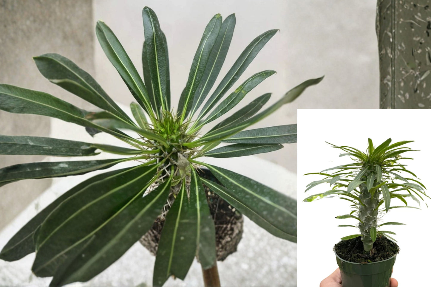 Madagascar Palm Live Plant – Pachypodium lamerei – Indoor & Outdoor