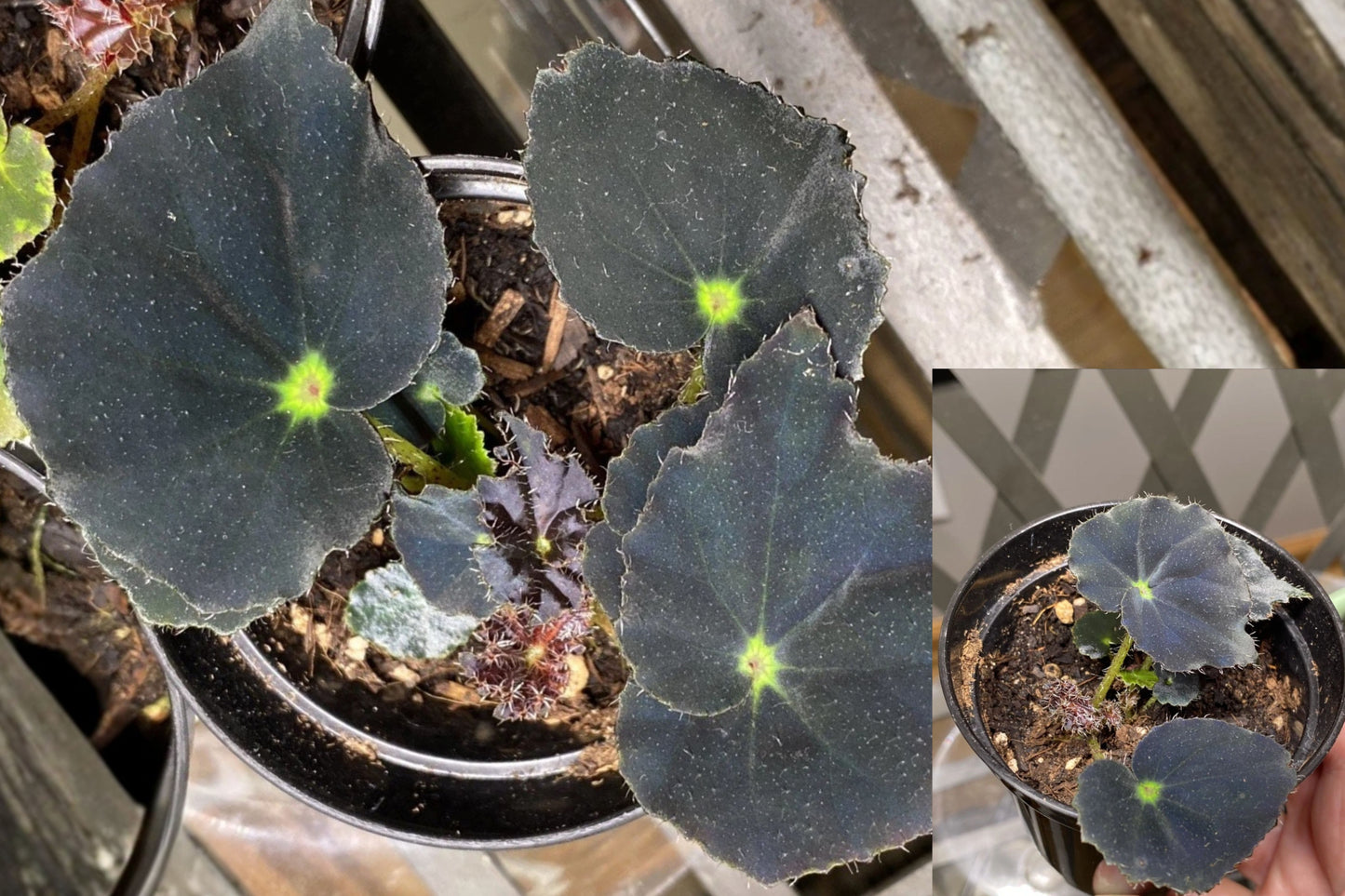 Mini Mo Begonia Live Plant – 3 Inch Domed Pot – Mini Rex Begonia