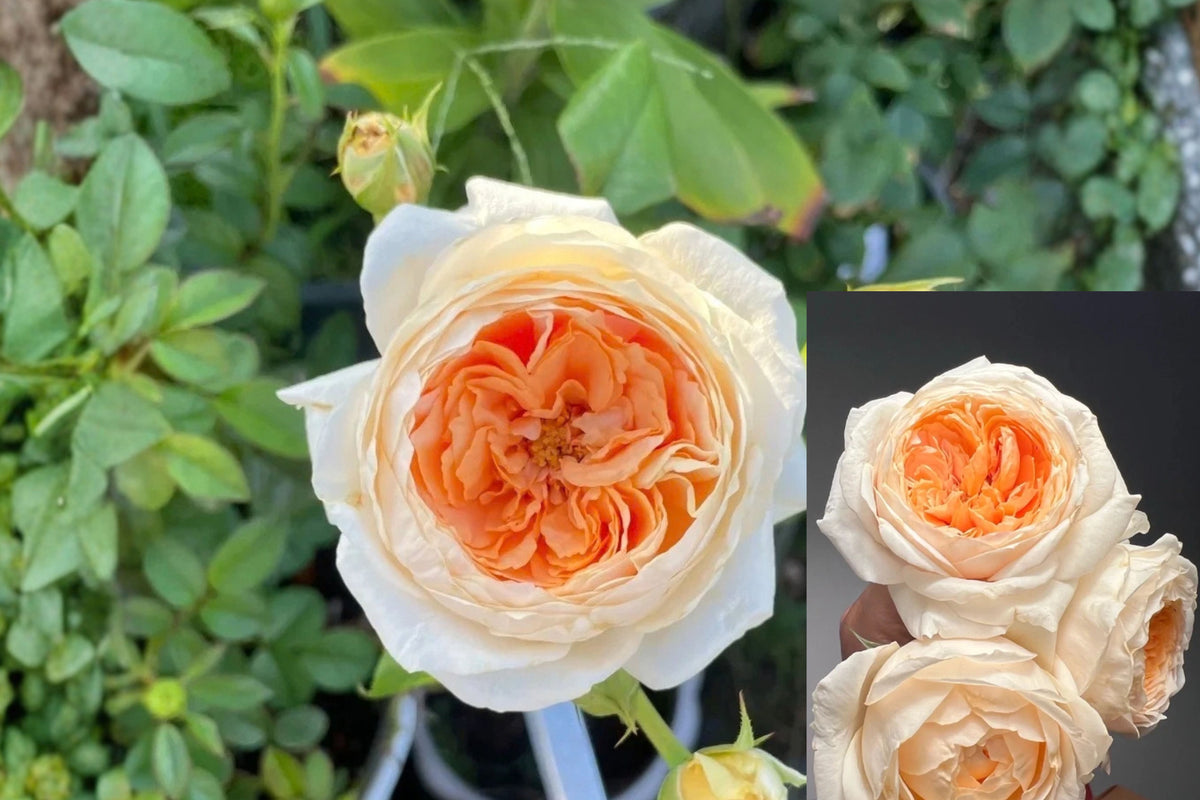 Rose 'Yunni' Live Plant – 1 Shrub Rose – 2–3 Gal – Rosa