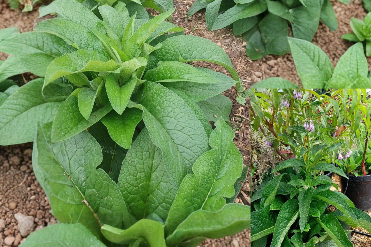 Russian Comfrey Bocking 14 – 10 Live Root Cuttings – Symphytum uplandicum