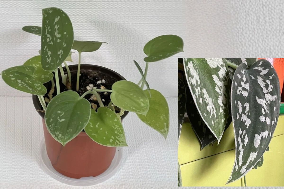 Silver Satin Pothos 2 Unrooted Cuttings – Scindapsus pictus