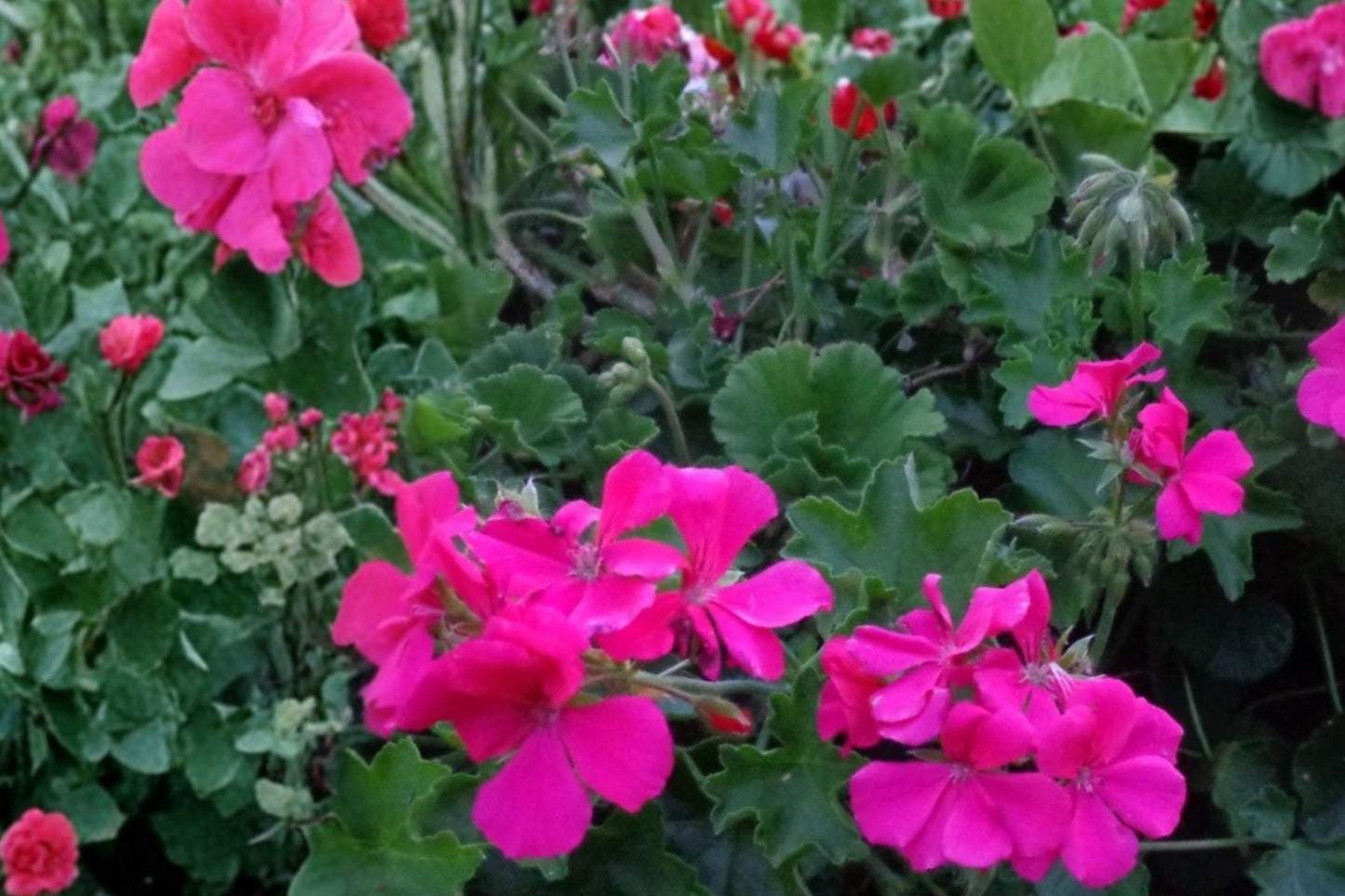 Bright Pink Ivy Geranium 4 Fresh Cuttings – Pelargonium Peltatum Live Plant