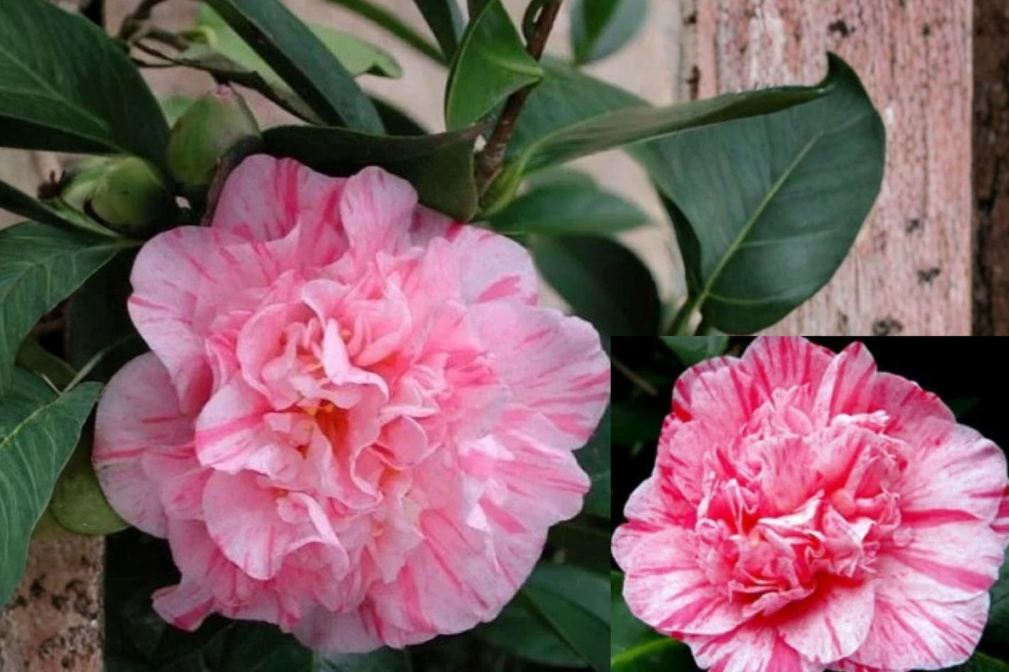 Kick Off Bicolor Camellia Japonica Live Starter Plant – Potted