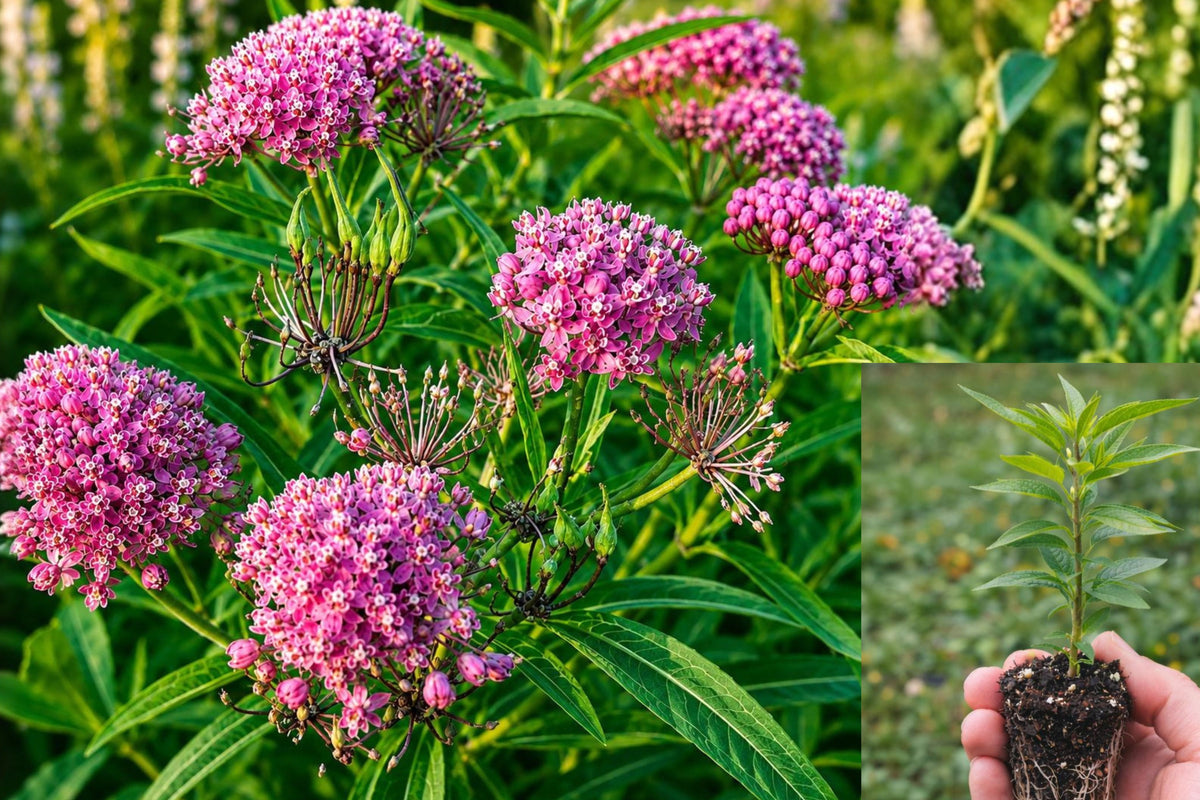 Pink Milkweed Live Plant, Pink Flowering Perennial, Pollinator Garden Plant, Butterfly Garden Starter, 4 Inch Pot