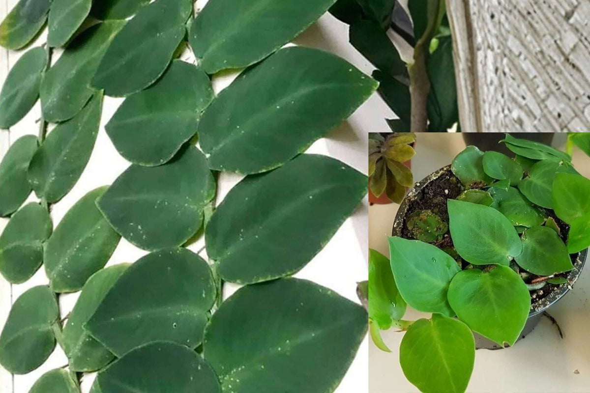 Rhaphidophora Hayi Live Plant – 4 Inch Potted Shingle Plant