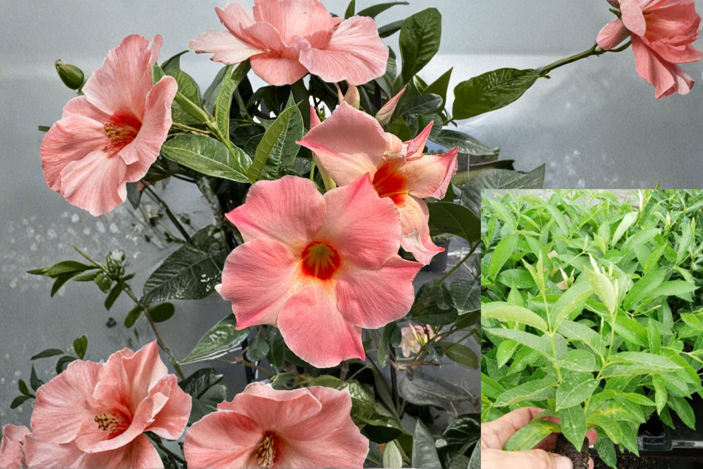 Giant Peach Sunrise Mandevilla 4–6 Inch Live Plant – Mandevilla Vine