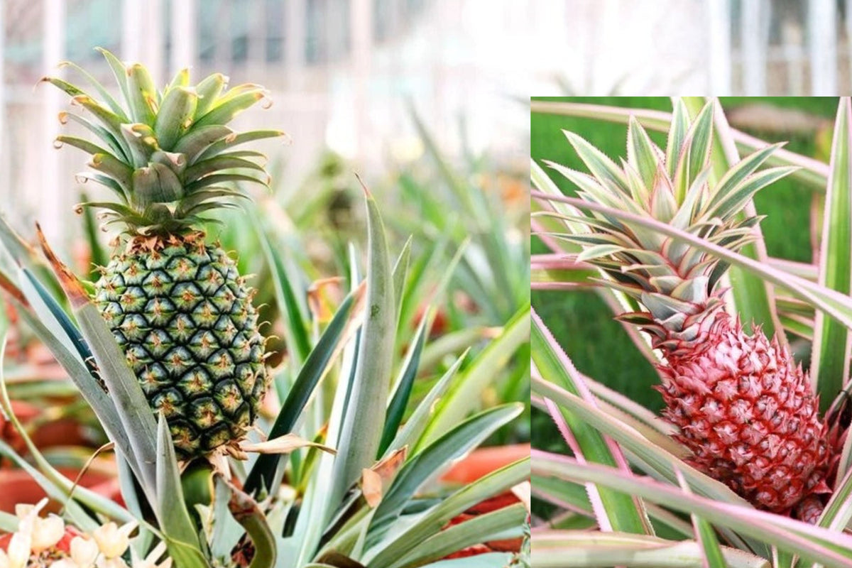 4 Florida Special Pineapple Live Plants, Cold Tolerant Sweet Golden Pineapple, Tropical Fruit Plants, Spineless Pineapple Garden Starters
