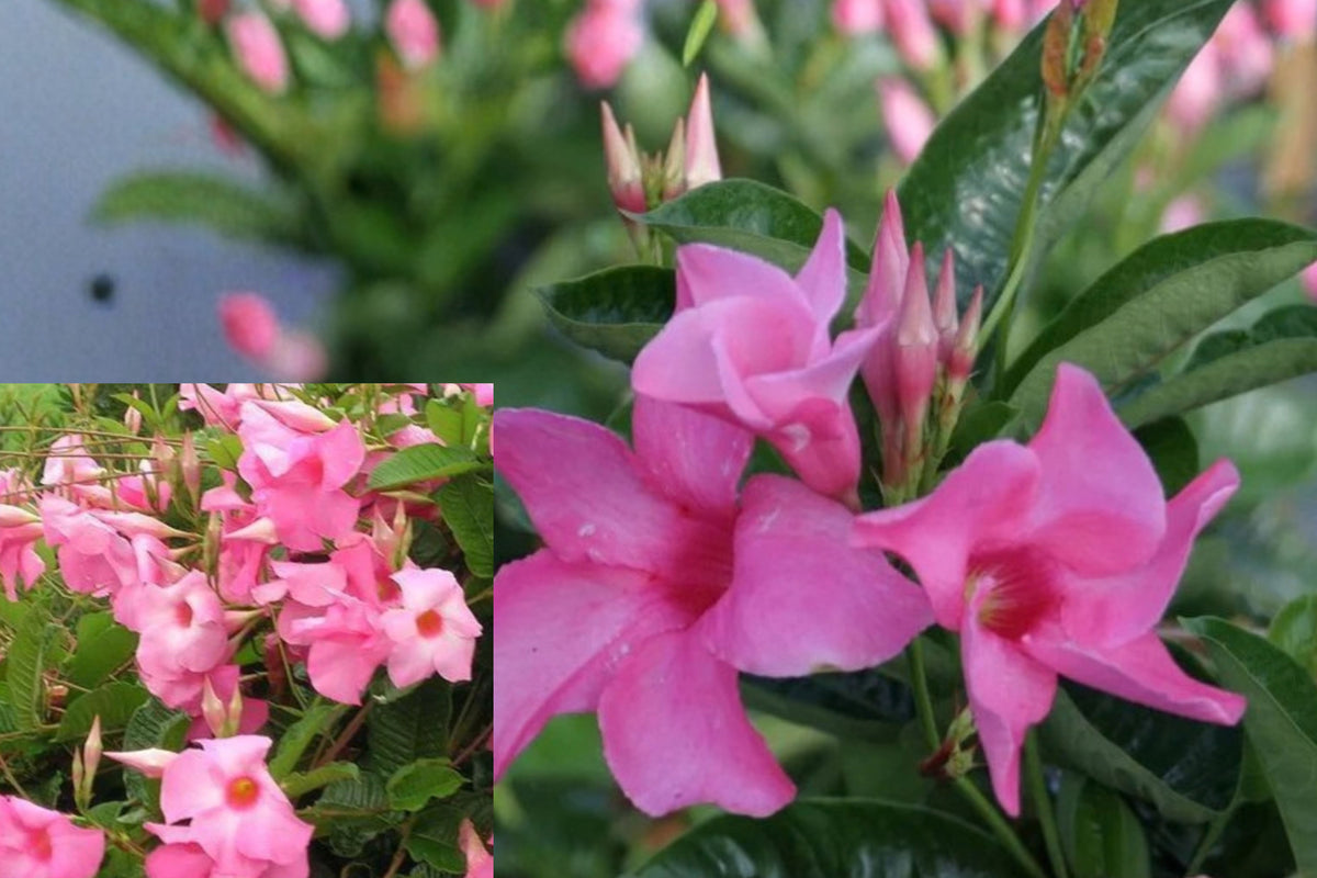 Pink Mandevilla 2 Live Plants – 4–6 Inch Tall – Mandevilla spp.