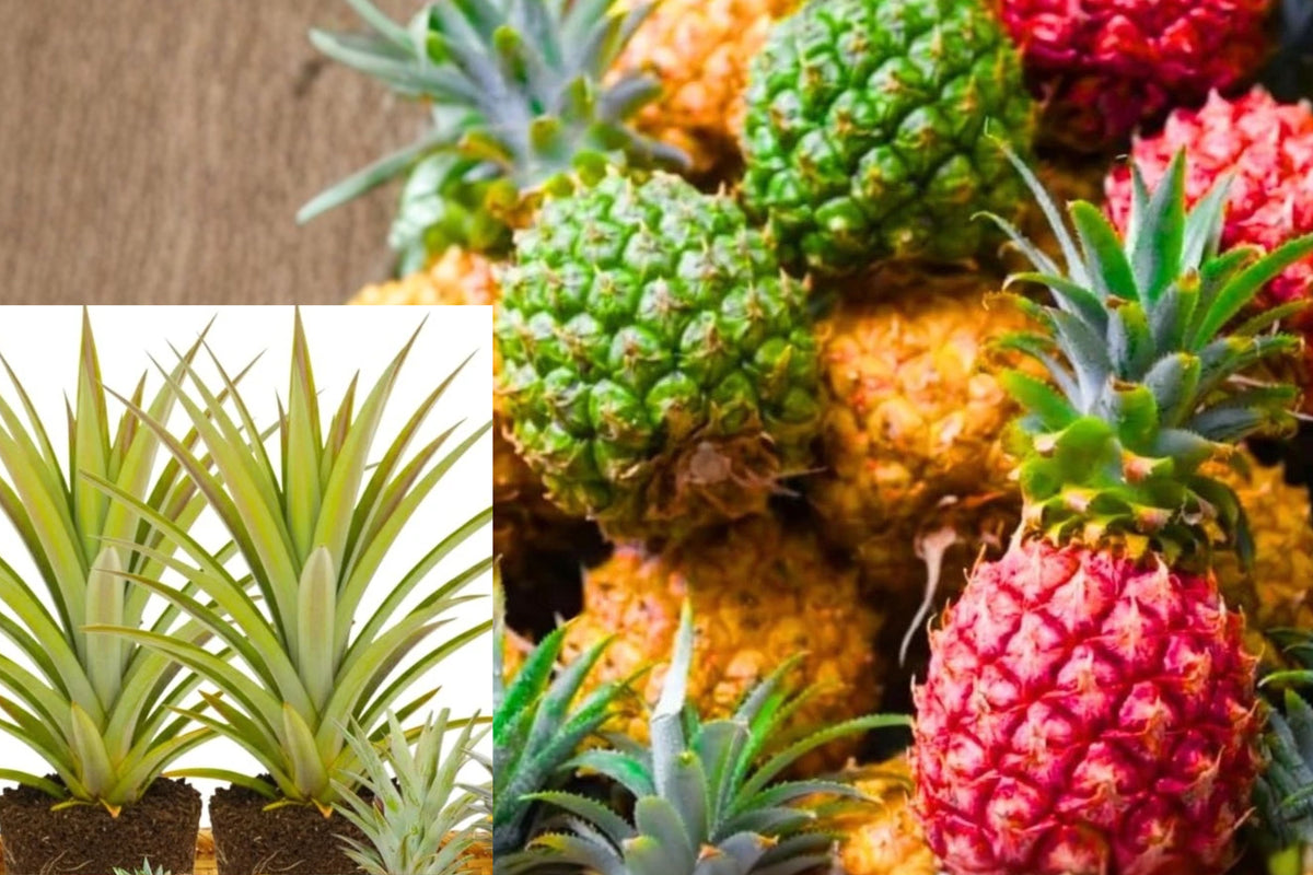 Florida Special Pineapple Live Plants – 2 Plants, 4–6 Inches (Ananas comosus)