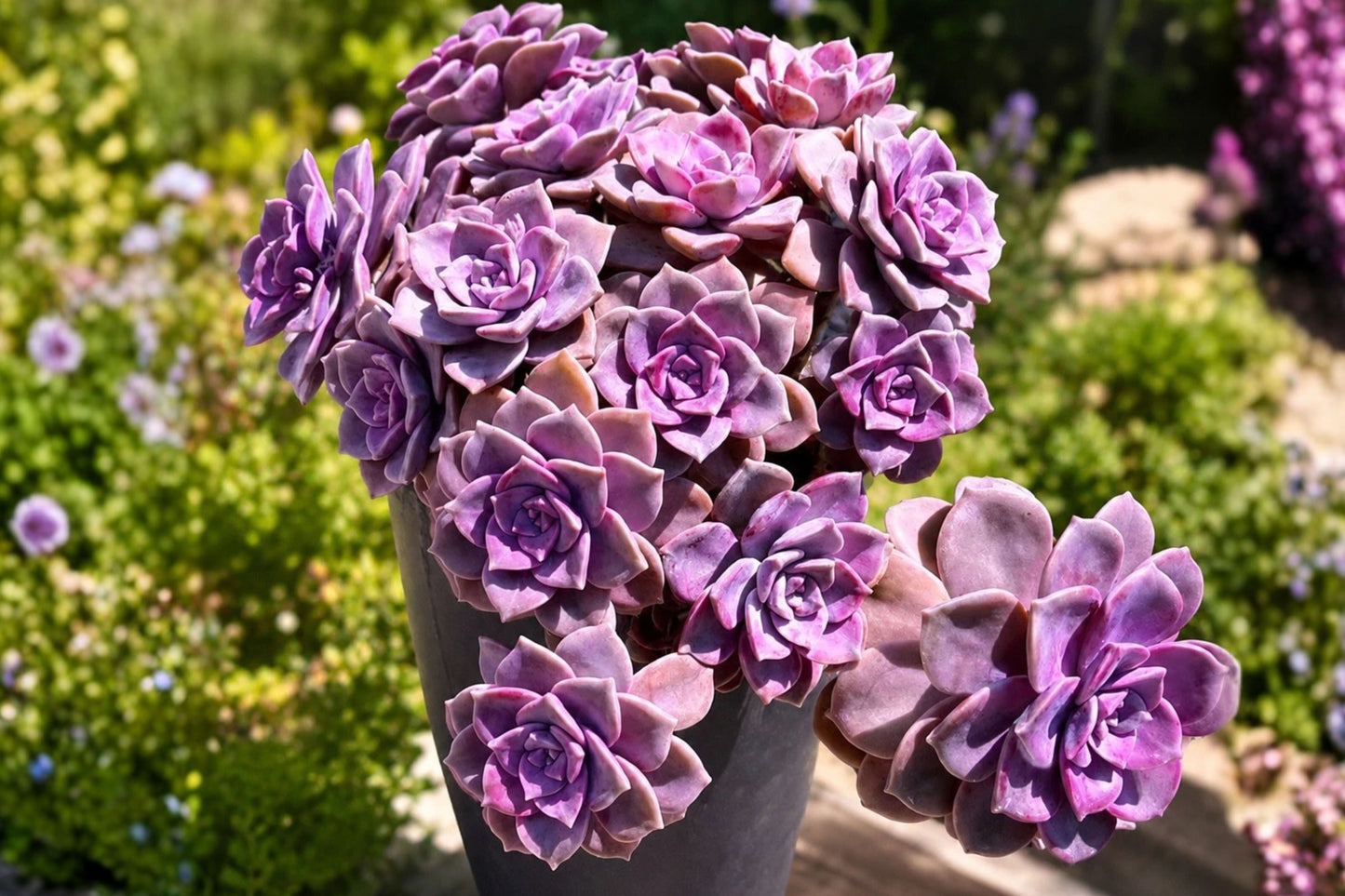 Purple Delight Graptopetalum 4-Inch Unrooted Cutting – 1-Head Succulent