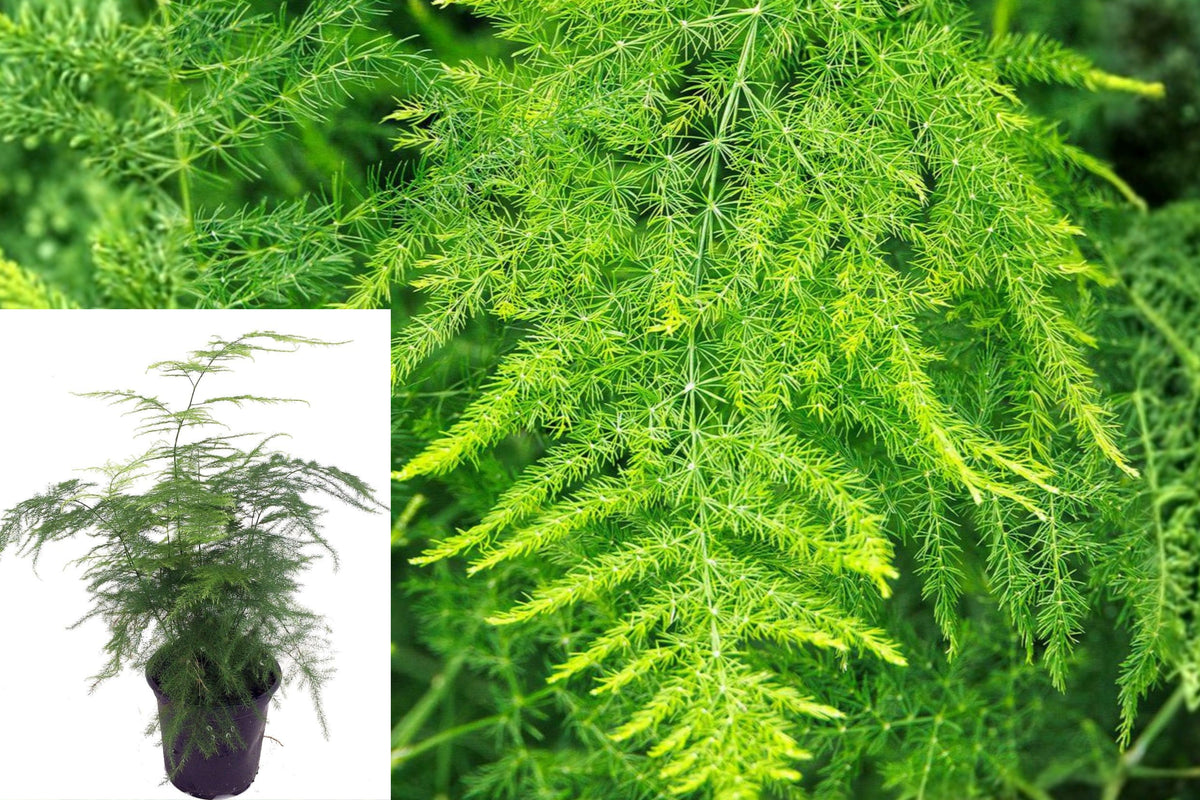 Asparagus Fern Live Plant, 4 Inch Pot Size Green Foliage, Indoor Outdoor Ornamental Plant