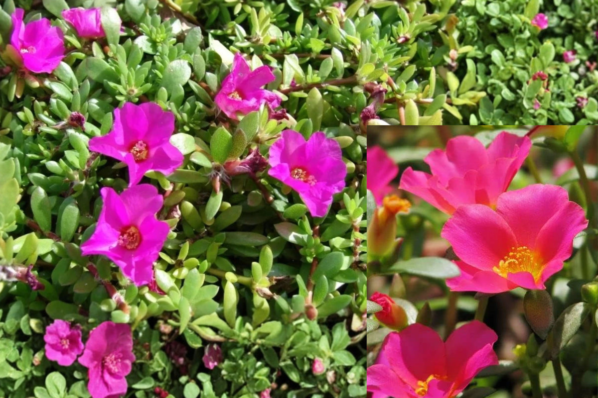 3 Hot Pink Portulaca Live Plants, Moss Rose Succulent Ground Cover, 4ā6 Inch Flowering Starter Plants, Drought Tolerant
