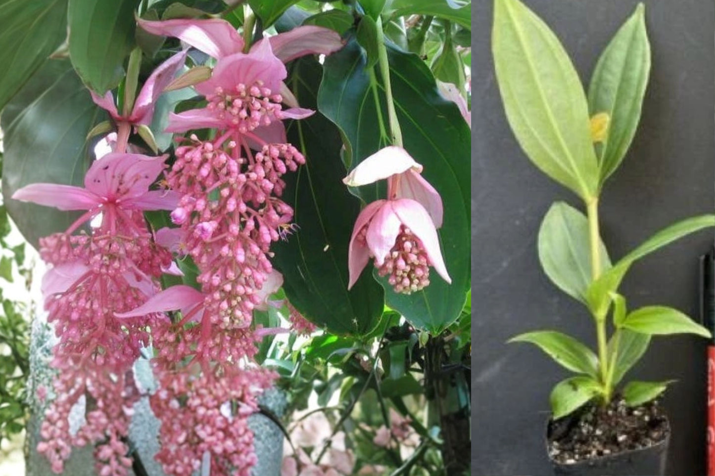 Royal Chandelier Medinilla Live Starter Plant – 1 Plant – Medinilla magnifica