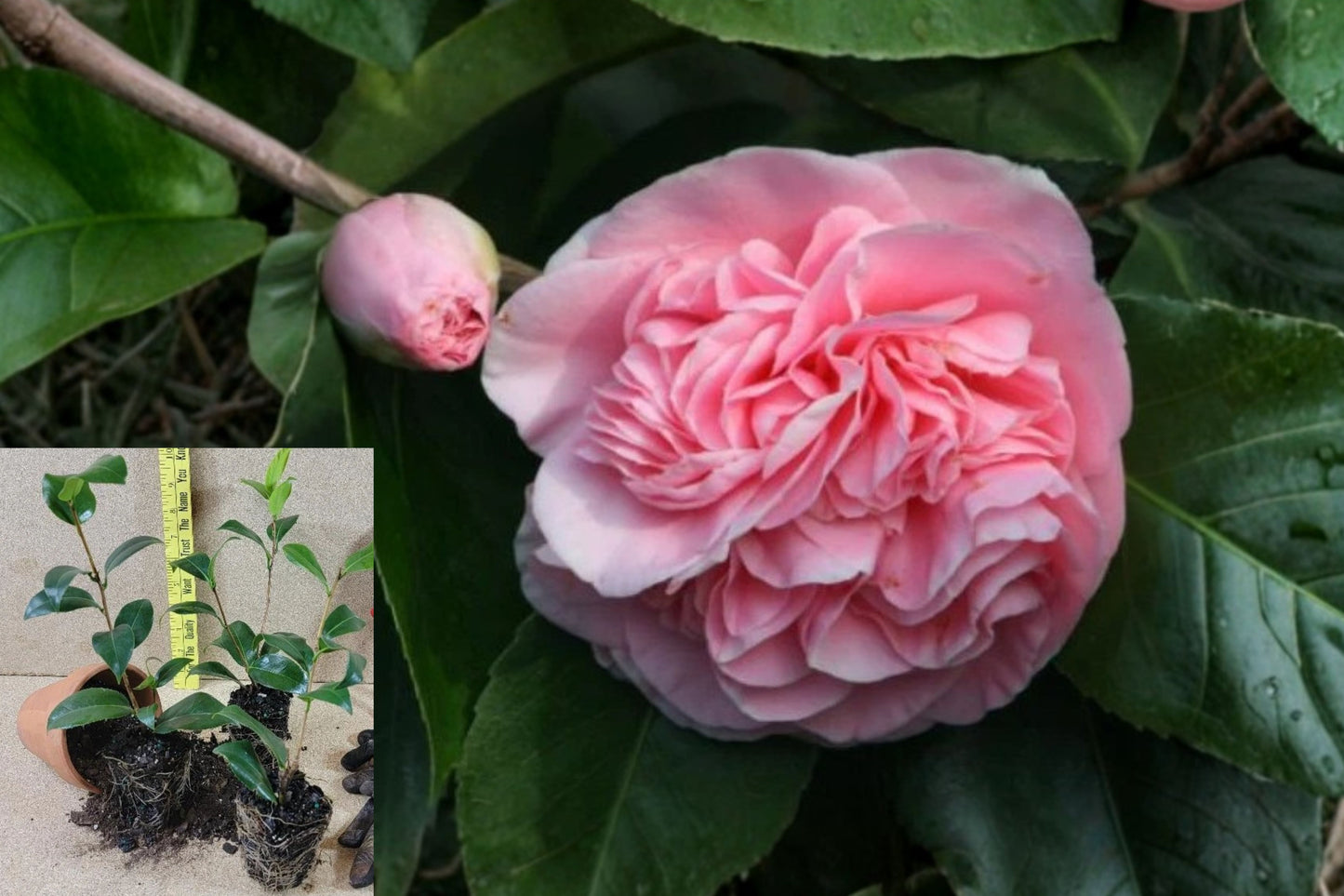 Debutante Pink Camellia Japonica Live Plant – 1 Starter Plant – 4L