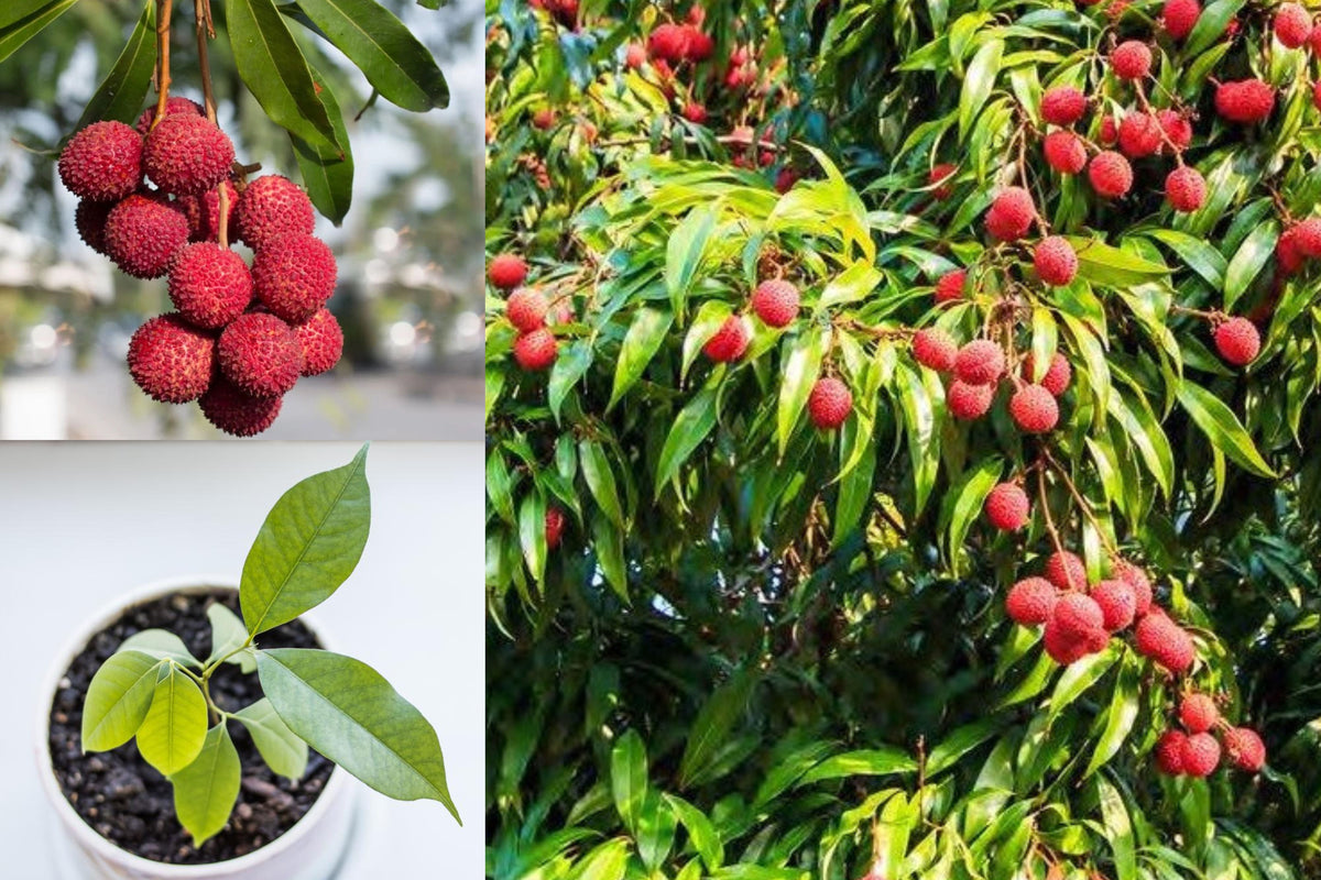 Lychee Tree Live Plant, 4 Inch Pot, 6–8 Inch Tropical Fruit Tree Starter, Outdoor Garden Plant