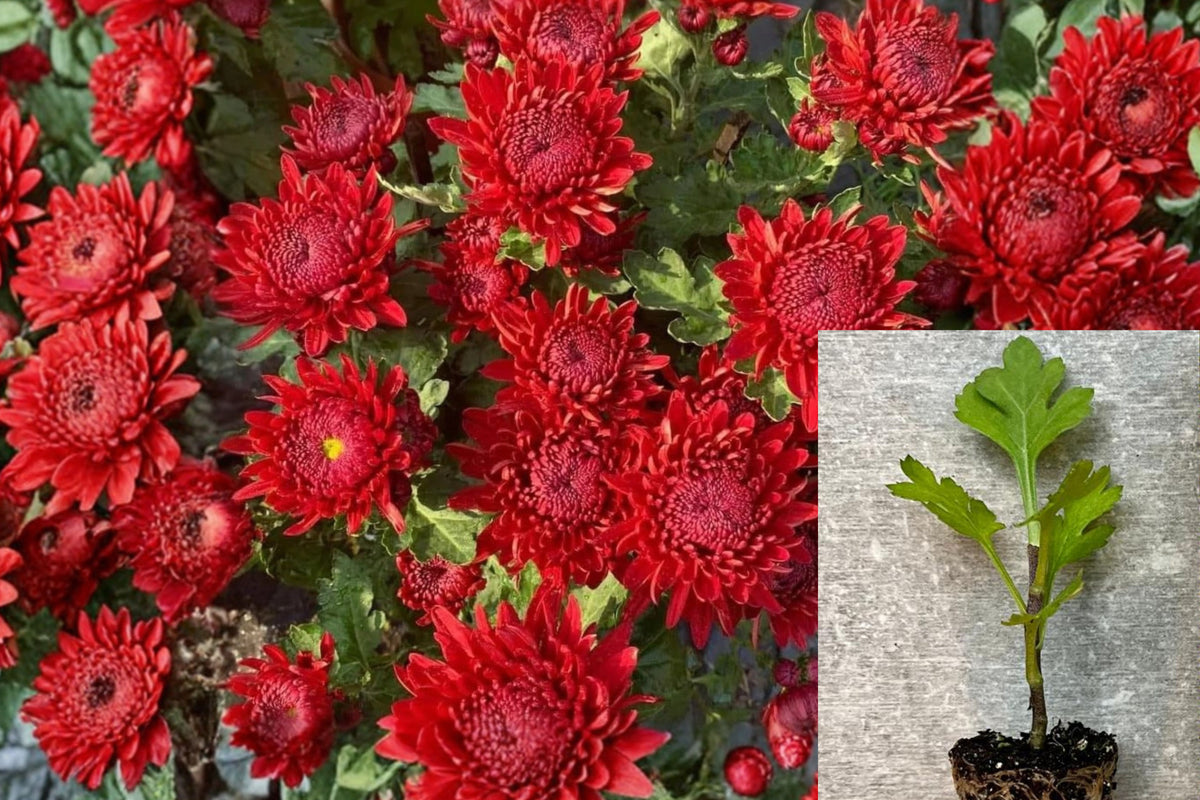 2 Red Chrysanthemum Live Plants, 5–7 Inch Rooted Mum Starters, Red Perennial Flowers for Garden Beds and Pots