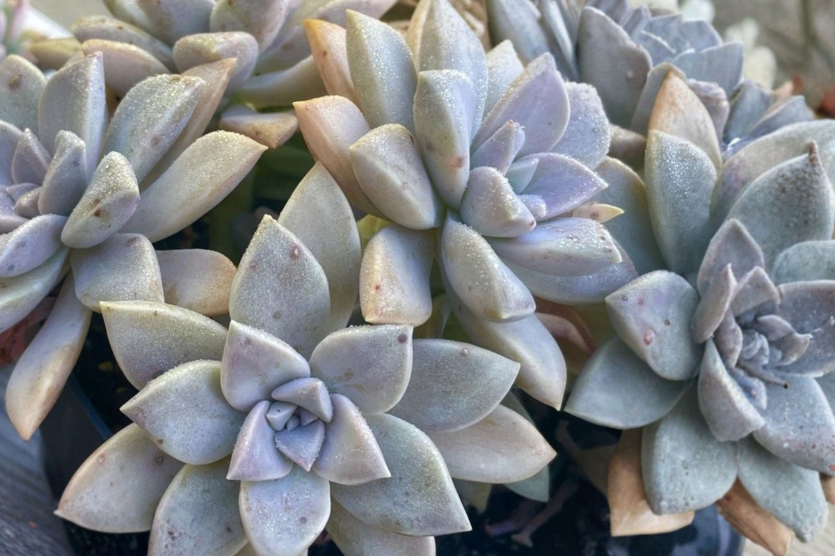 Ghost Plant Graptopetalum Rooted Live Plant – 2 Inch – Graptopetalum paraguayense