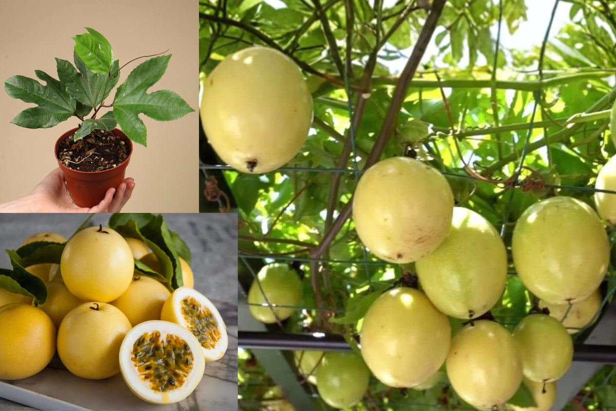 Yellow Passion Fruit Live Plant, 4–7 Inch Tropical Climbing Vine, Passionfruit Plant Starter for Garden Growing