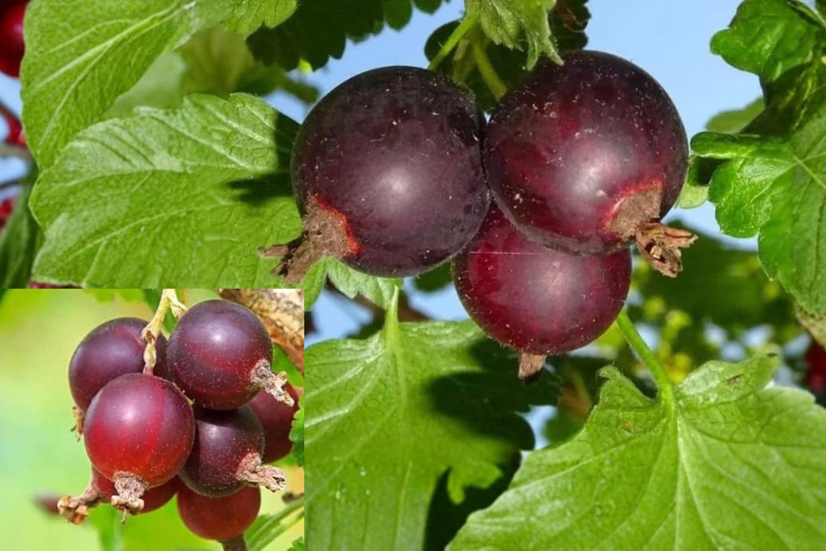 Jeanne Gooseberry Live Plant – 1 Seedling – 5–9" Tall – Gooseberry