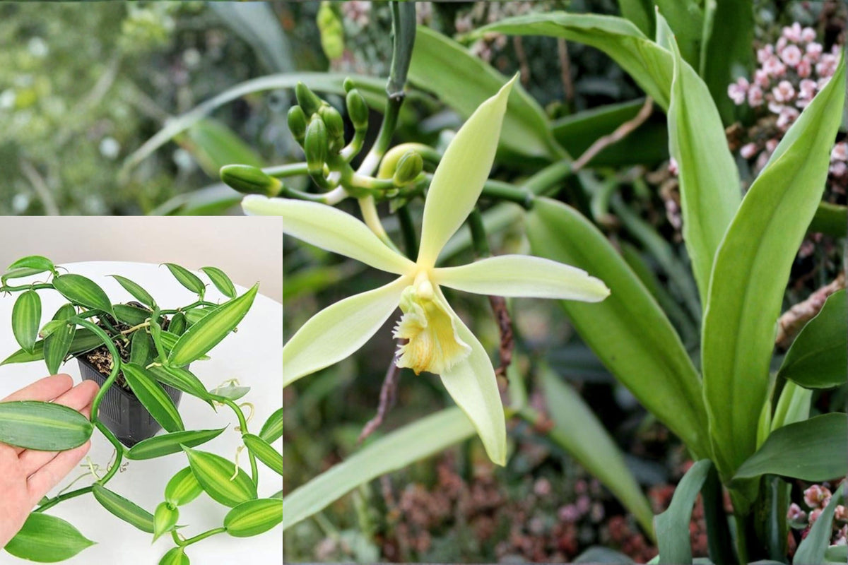 Vanilla Bean Orchid Live Plant, Vanilla planifolia Starter Vine, Tropical Climbing Orchid, Bare Root Plant for Indoor Growing