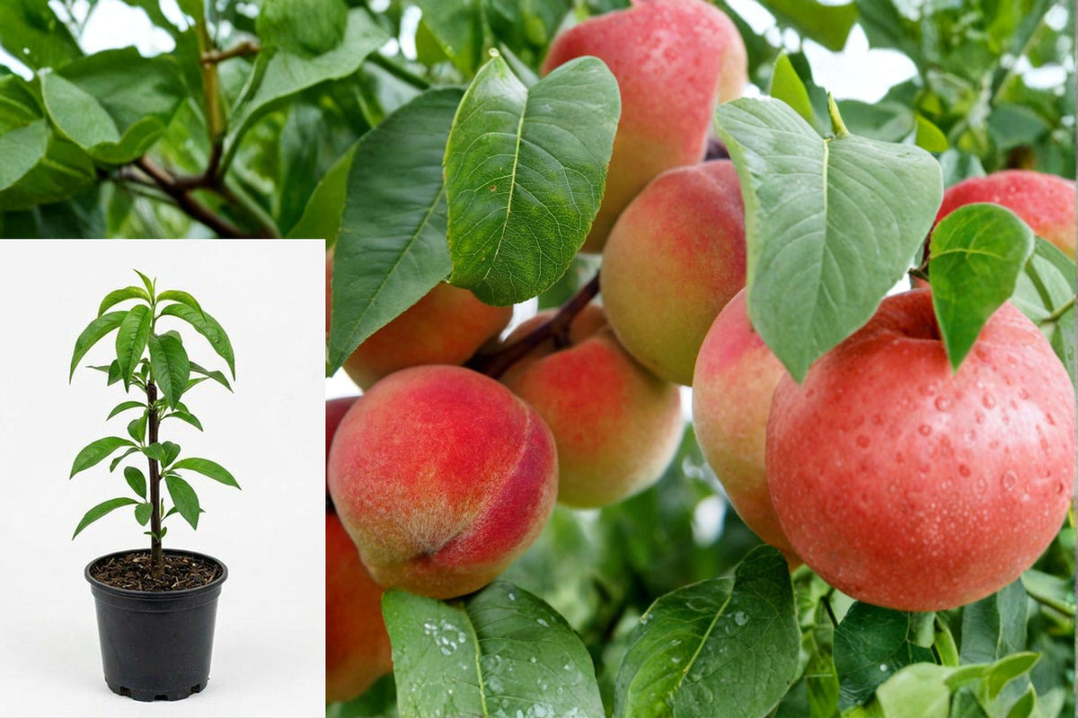 Yellow Peach Tree Live Plant, Well Rooted Peach Seedling, 6–12 Inch Fruit Tree Starter for Outdoor Gardens