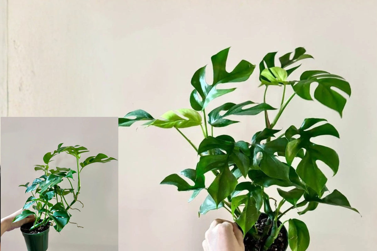 Mini Monstera Live Plant – Rhaphidophora tetrasperma 4 Inch Pot