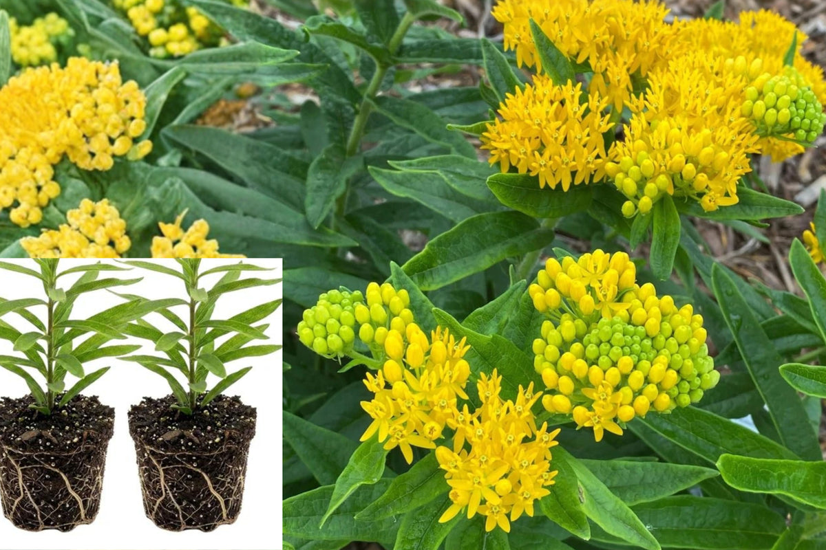 2 Live Butterfly Milkweed Plants, Asclepias Tuberosa, 4–9 Inch Perennial Pollinator Garden Flowers
